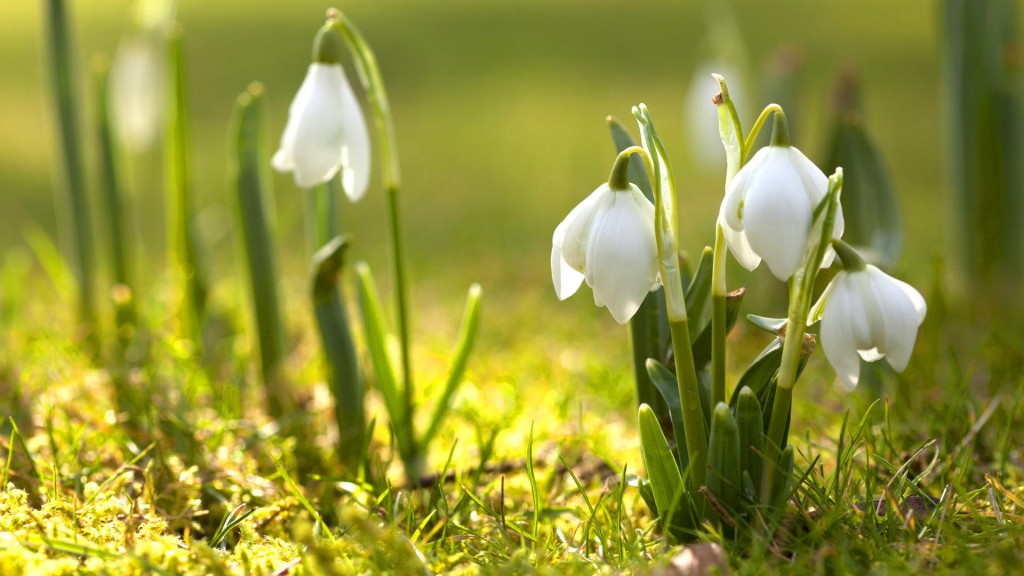 snowdrop_flower